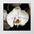 thumbnail image 1 of Poinski, Dianne 12x12 White Modern Wood Framed Museum Art Print Titled - Delicate White Orchids 1, 1 of 4