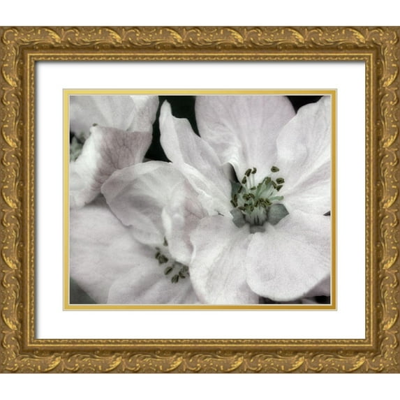 Poinski, Dianne 14x12 Gold Ornate Wood Framed with Double Matting Museum Art Print Titled - Soft Blossoms II