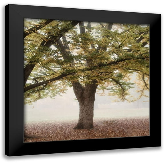 Poinski, Dianne 15x15 Black Modern Framed Museum Art Print Titled - Oak Tree 2