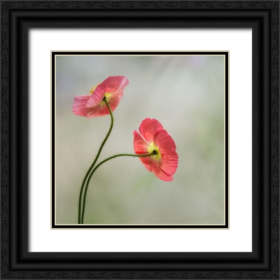 Poinski, Dianne 15x15 Black Ornate Wood Framed with Double Matting Museum Art Print Titled - Two Poppies