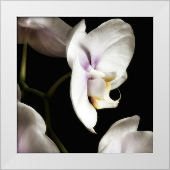 Poinski, Dianne 15x15 White Modern Wood Framed Museum Art Print Titled - Delicate White Orchids 3