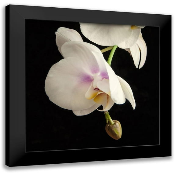 Poinski, Dianne 20x20 Black Modern Framed Museum Art Print Titled - White Orchids 3