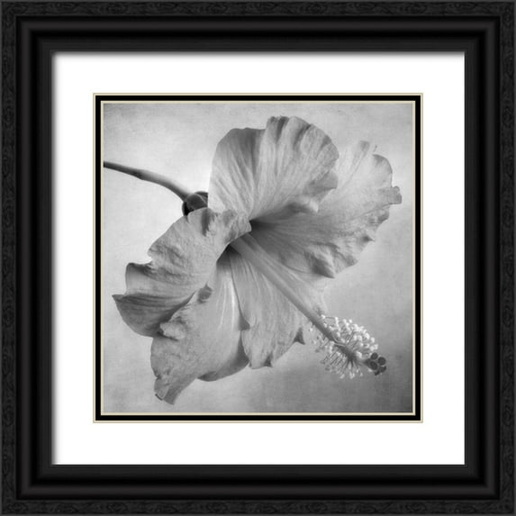 Poinski, Dianne 20x20 Black Ornate Wood Framed with Double Matting Museum Art Print Titled - Black and White Hibiscus 2