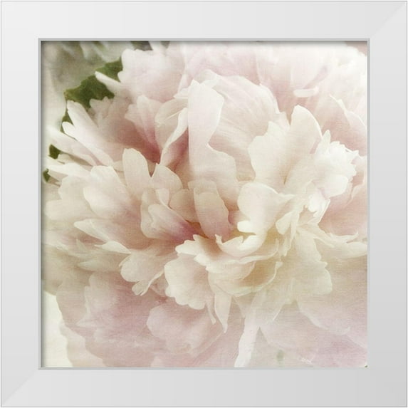 Poinski, Dianne 20x20 White Modern Wood Framed Museum Art Print Titled - Peony 1