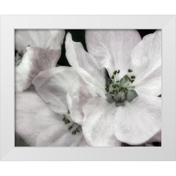 Poinski, Dianne 24x20 White Modern Wood Framed Museum Art Print Titled - Soft Blossoms II