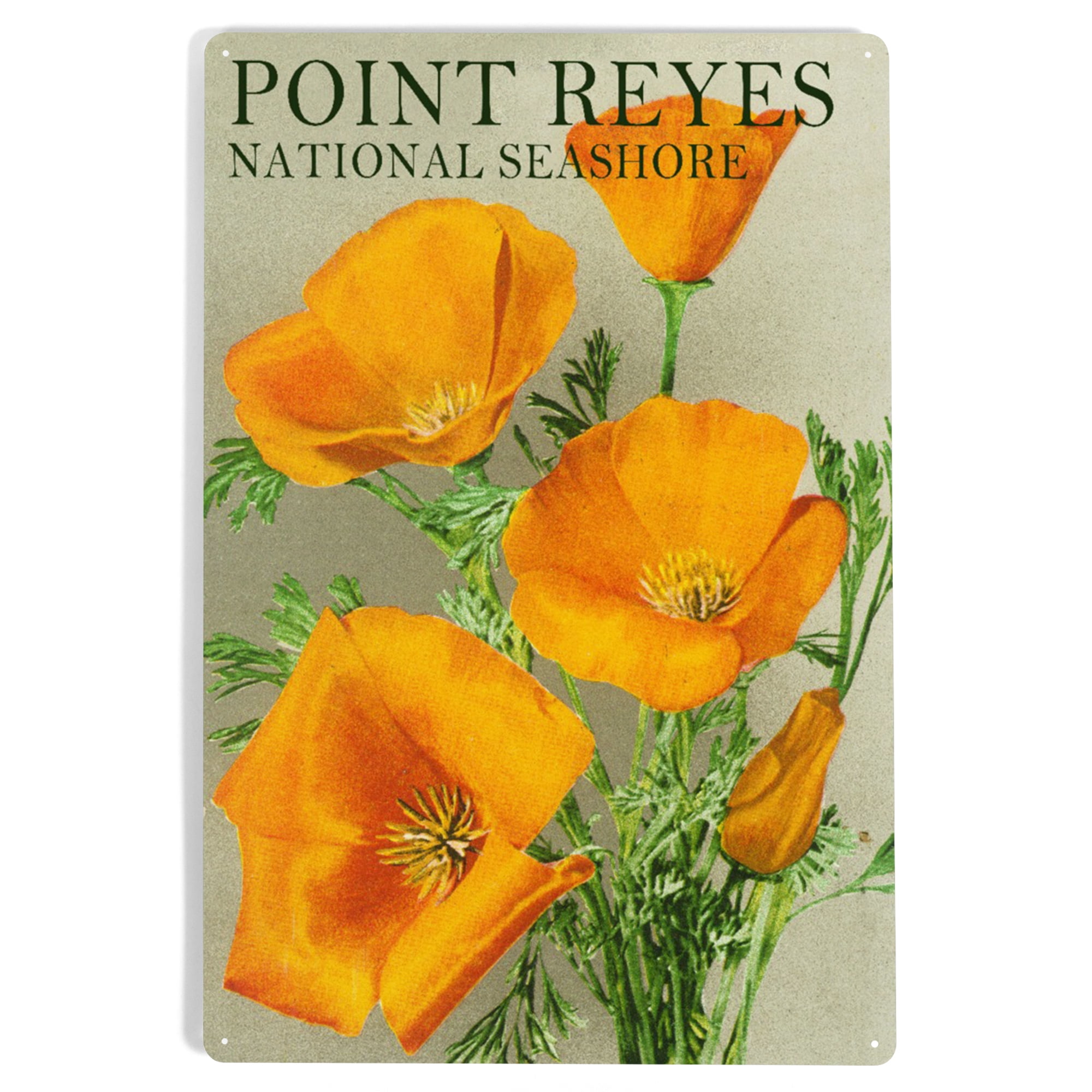 Point Reyes Poppy Flower Point Reyes National Seashore, Poppies (12x18 Aluminum Art, Indoor ...