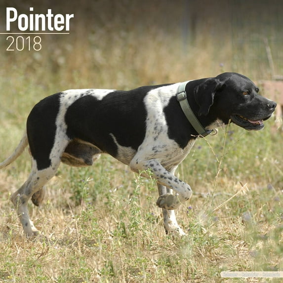 Pointer Calendar 2018 - Dog Breed Calendar - Wall Calendar 2017-2018