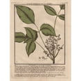 thumbnail image 1 of Poison Ivy, Toxicodendron Radicans Poster Print By ® Florilegius Mary Evans (18 X 24), 1 of 4