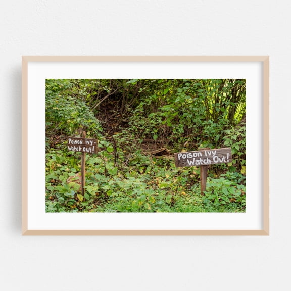 Poison Ivy, Watch Out! - Parkville Maryland Photography Nature Forest Botanical Humor Wilderness Garden Autumn Oak Framed Wall Art Print 20 x 30 inches