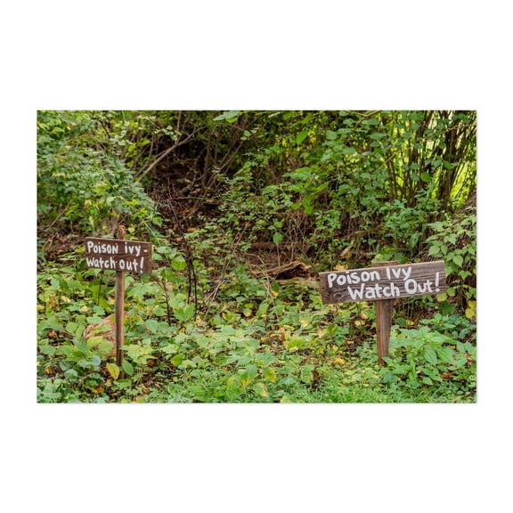Poison Ivy, Watch Out! - Parkville Maryland Photography Nature Forest Botanical Humor Wilderness Garden Autumn Unframed Wall Art Print 5 x 7 inches
