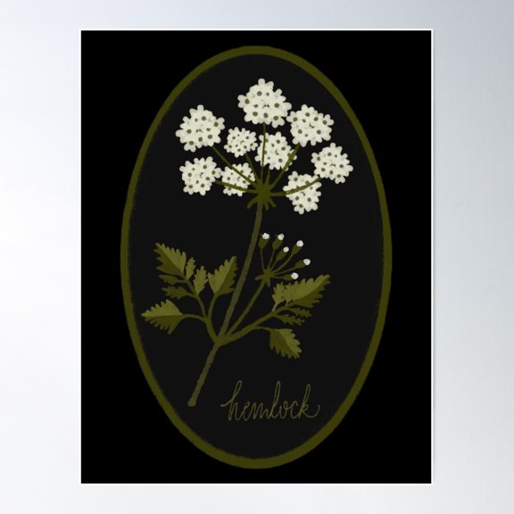 Poisonous Plants - Hemlock Poster Wall Art, Modern Wall Decor For Living Room Bedroom, 8x12 UNFRAMED