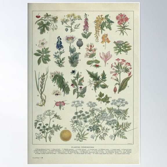 Poisonous Plants, Plantes Vénéneuses, Botanical Illustration Poster Wall Art, Modern Wall Decor For Living Room Bedroom, 8x12 UNFRAMED