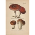thumbnail image 1 of Poisonous Rust-Orange Color Russula Rubra Anda Poster Print By ® Florilegius Mary Evans (24 X 36), 1 of 3
