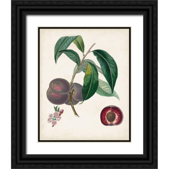 Poiteau, Pierre Antoine 15x18 Black Ornate Wood Framed with Double Matting Museum Art Print Titled - Peche Cardinale