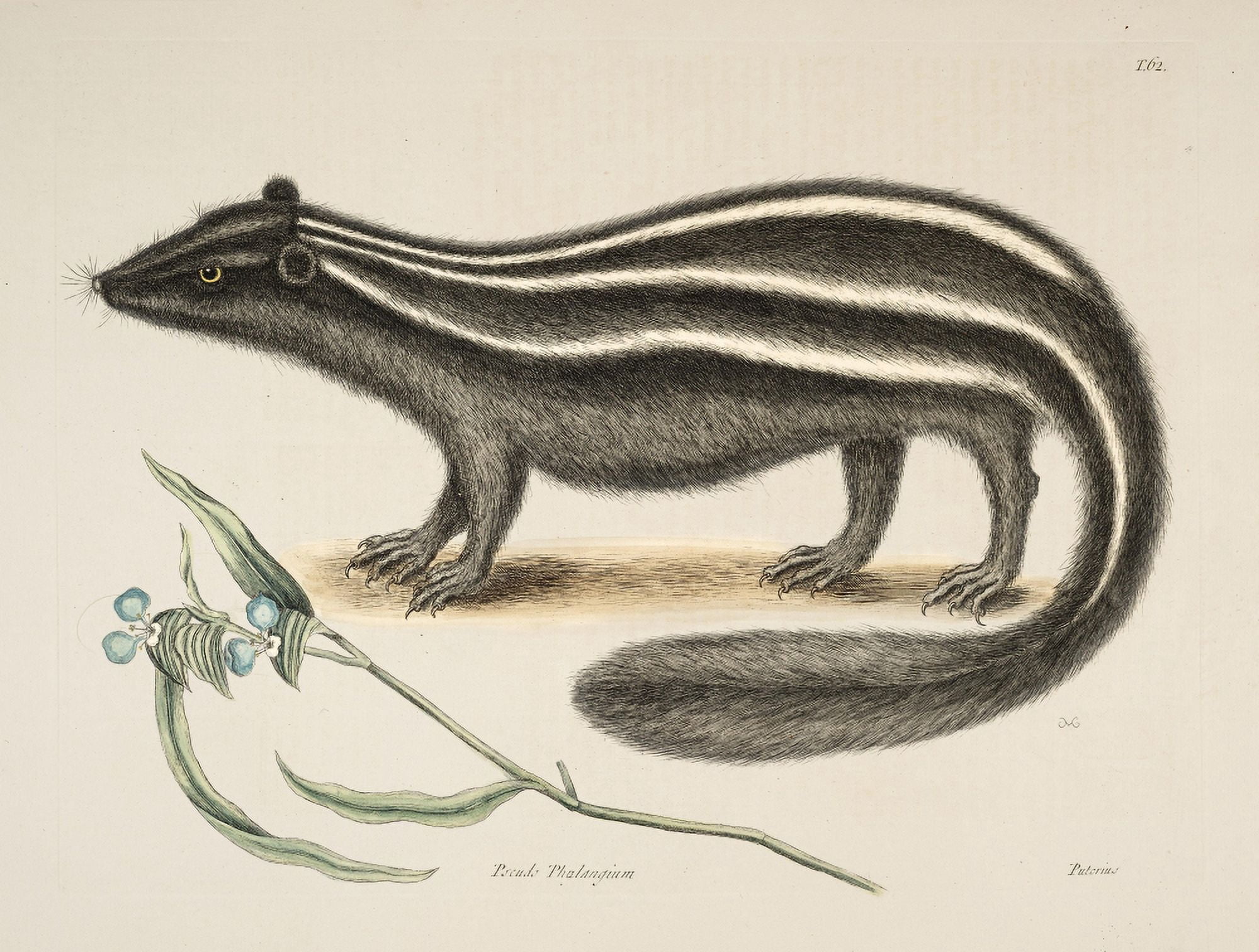 Pol-cat Canvas Art - Mark Catesby (24 x 36)