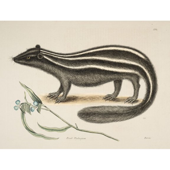 Pol-cat Poster Print by Mark Catesby (24 x 36)