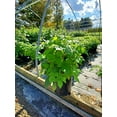 thumbnail image 1 of Polana Raspberry, 1 of 2