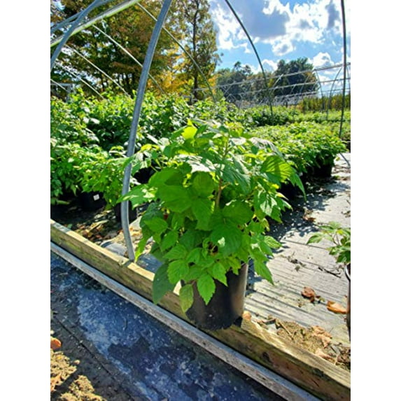 Polana Raspberry