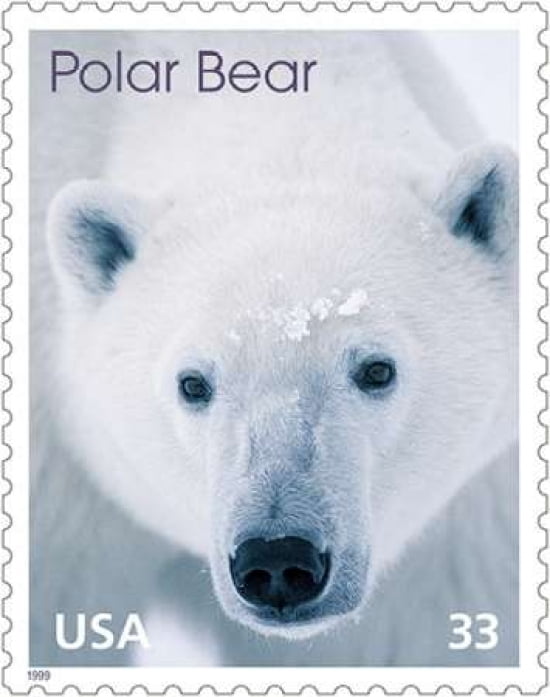 Polar Bear 33 Canvas Art - US POSTAL SERVICE (24 x 30)