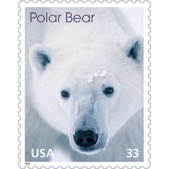 Polar Bear 33 Canvas Art - US POSTAL SERVICE (24 x 30)