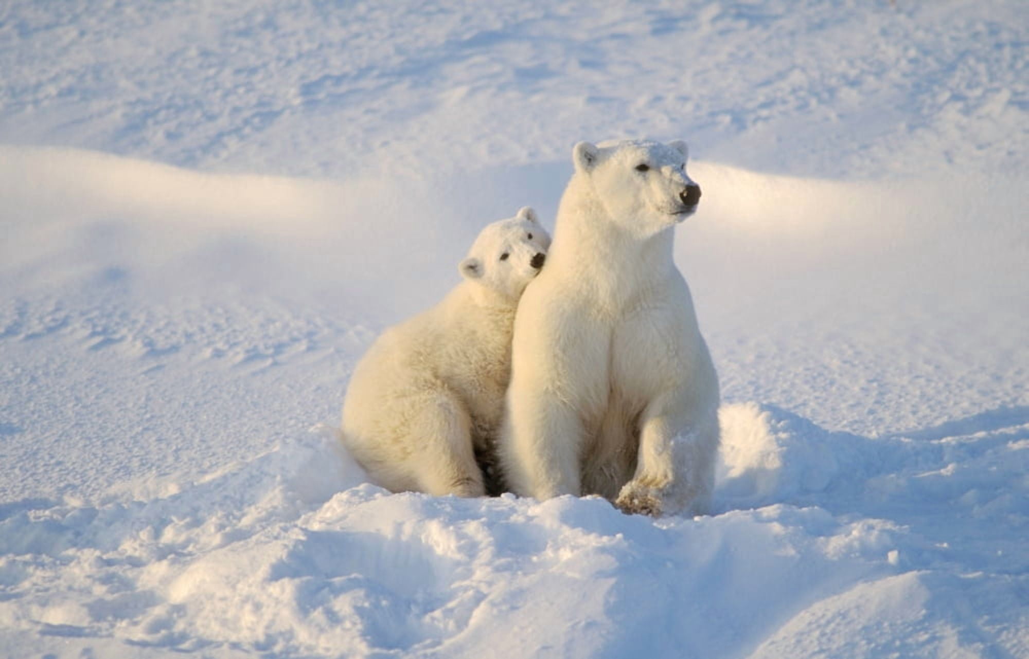 Polar Bear And Cub Canvas Art - John Pitcher Design Pics (17 x 11)