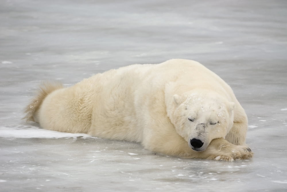 Polar Bear Asleep On Sea Ice At Churchill Manitoba Canada Canvas Art - Tom Soucek Design Pics (19 x 12)
