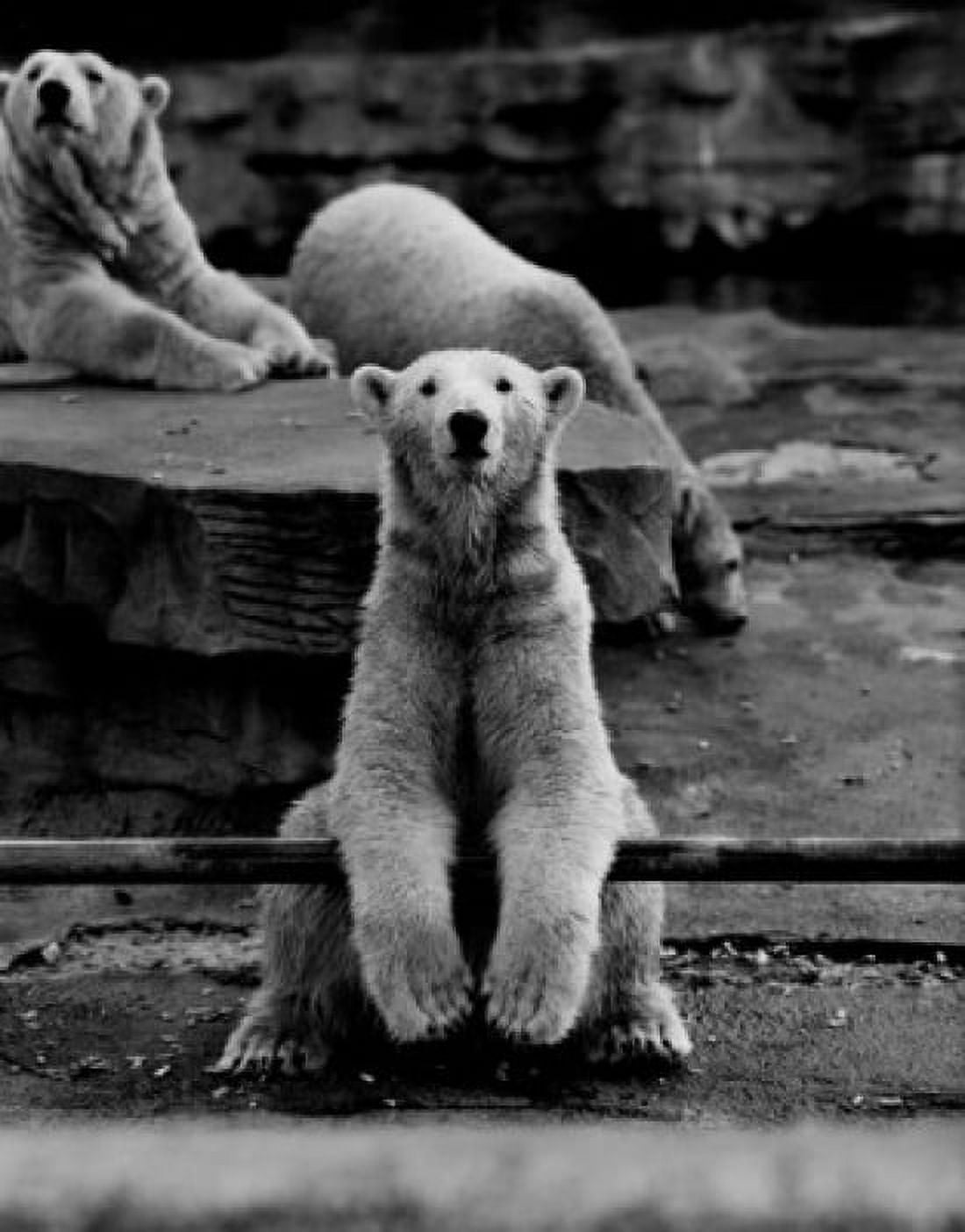 Polar Bear Canvas Art -  (18 x 24)