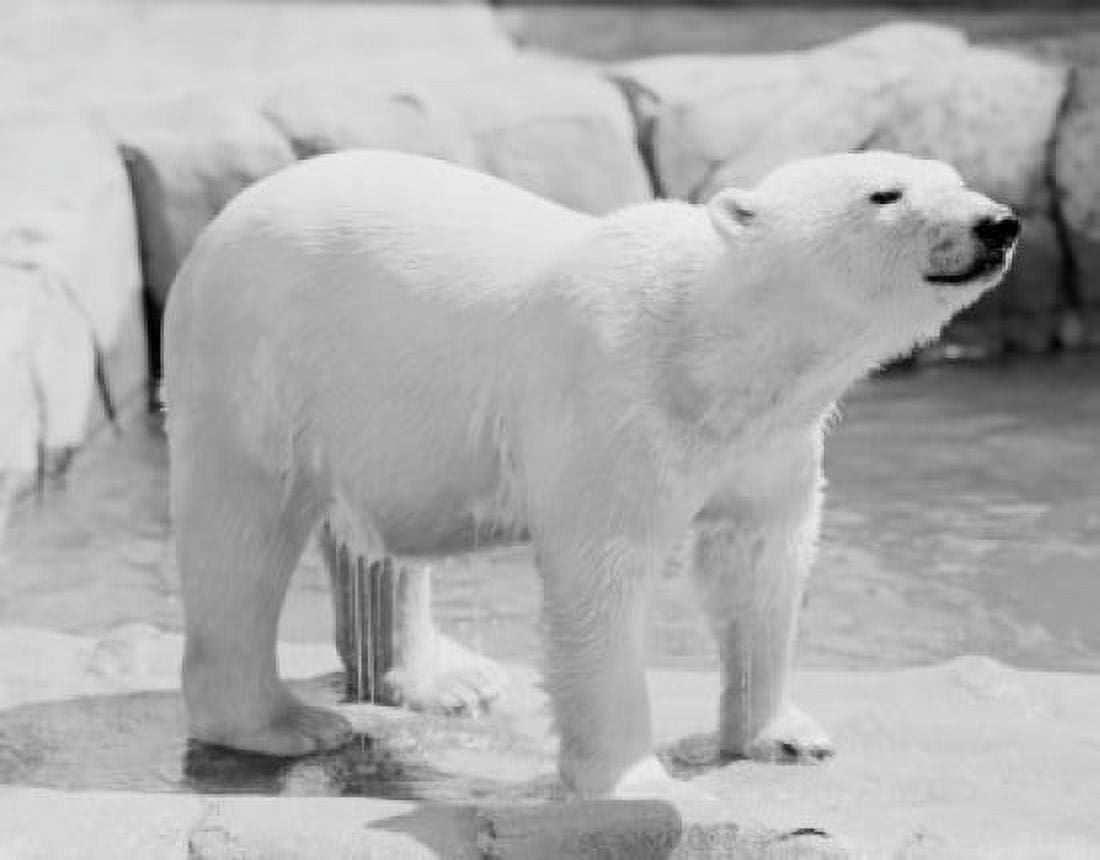 Polar Bear Canvas Art - (18 x 24)