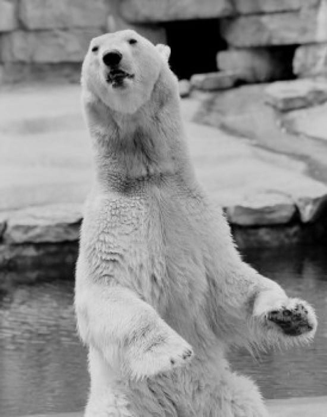 Polar Bear Canvas Art - (18 x 24)