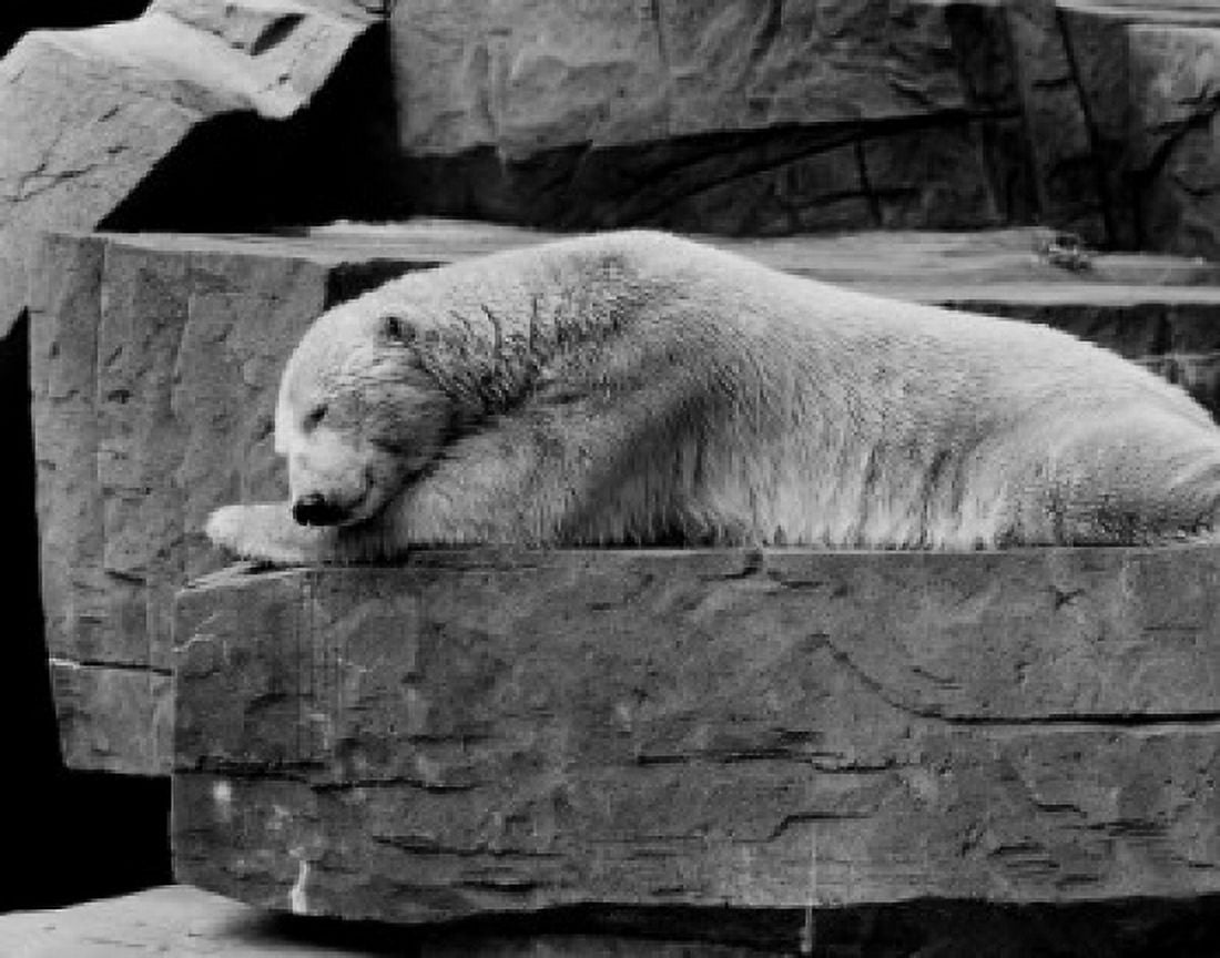 Polar Bear Canvas Art -  (18 x 24)
