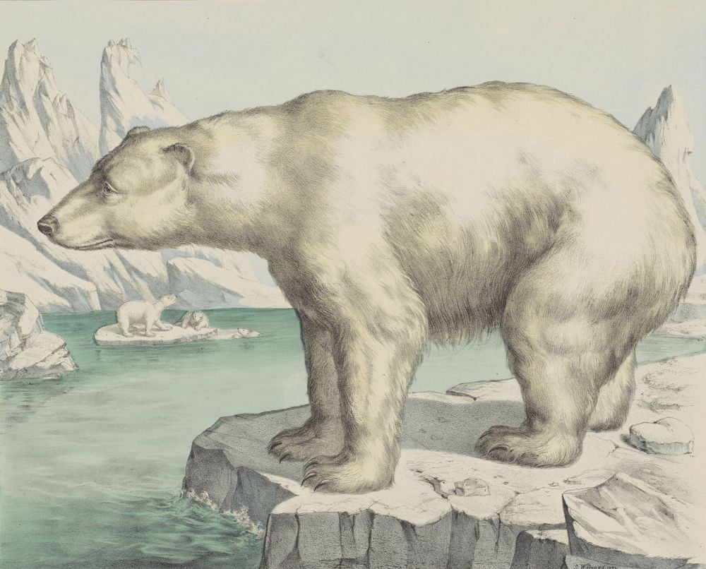Polar Bear Canvas Art - (24 x 18)
