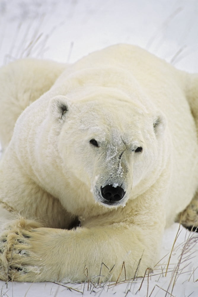 Polar Bear Canvas Art - John Pitcher Design Pics (22 x 34)
