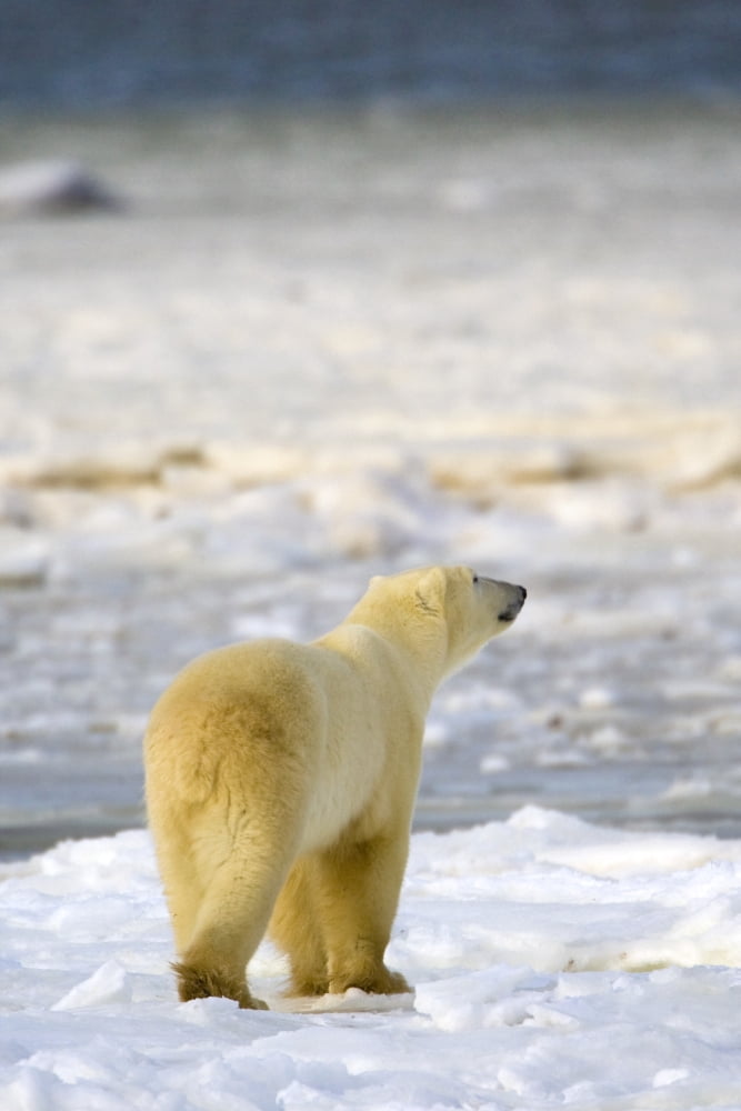 Polar Bear Canvas Art - Richard Wear Design Pics (11 x 17)