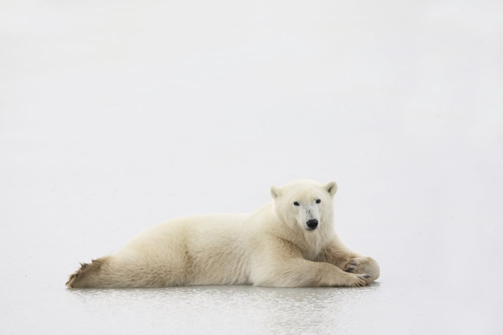 Polar Bear Canvas Art - Richard Wear Design Pics (17 x 11)