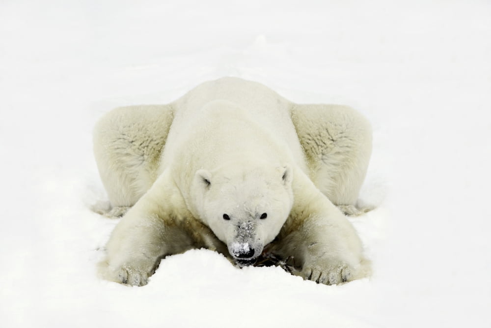 Polar Bear Canvas Art - Richard Wear Design Pics (17 x 11)