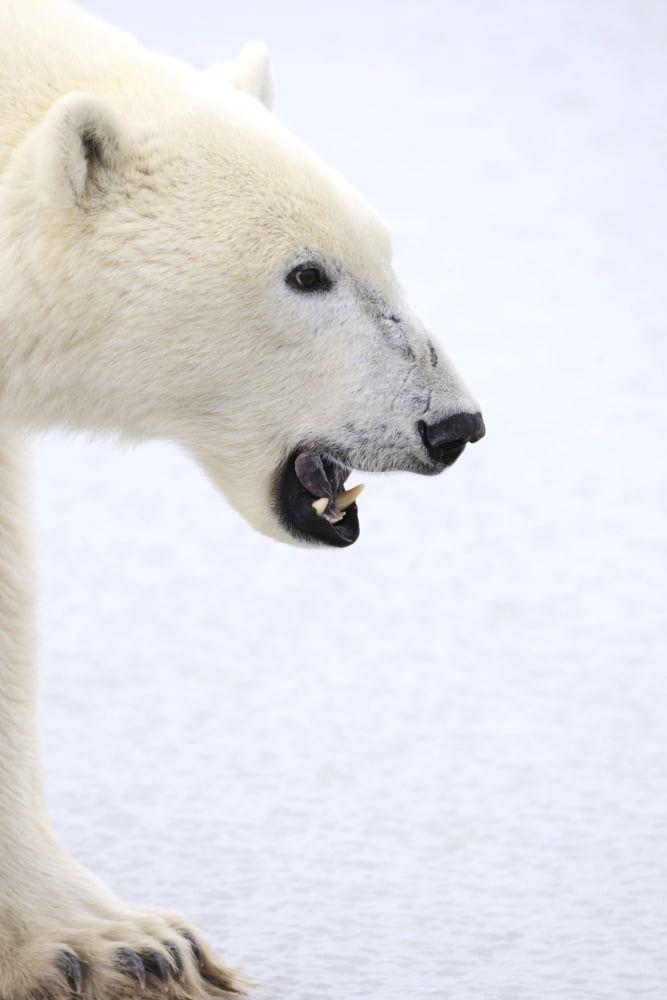 Polar Bear Canvas Art - Richard Wear Design Pics (22 x 34)