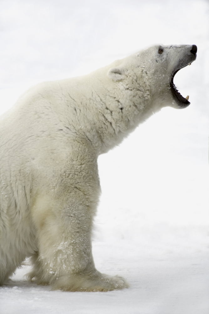 Polar Bear Canvas Art - Richard Wear Design Pics (22 x 34)