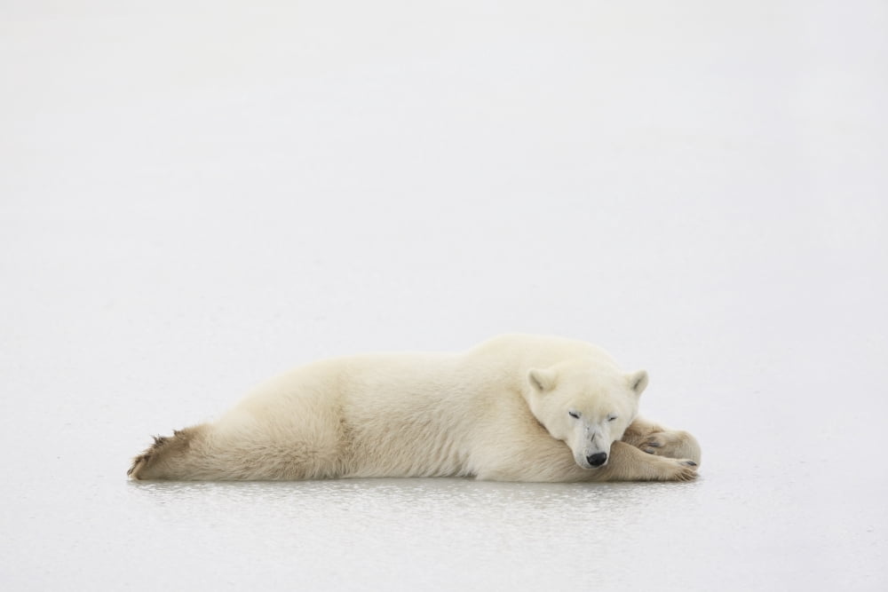 Polar Bear Canvas Art - Richard Wear Design Pics (34 x 22)