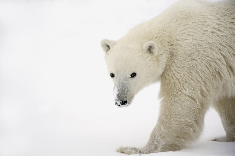 Polar Bear Canvas Art - Richard Wear Design Pics (34 x 22)