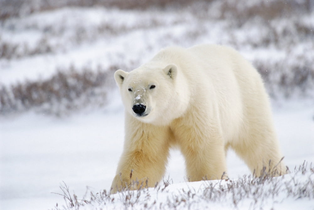 Polar Bear Churchill Manitoba Canvas Art - Mike Grandmaison Design Pics (18 x 12)