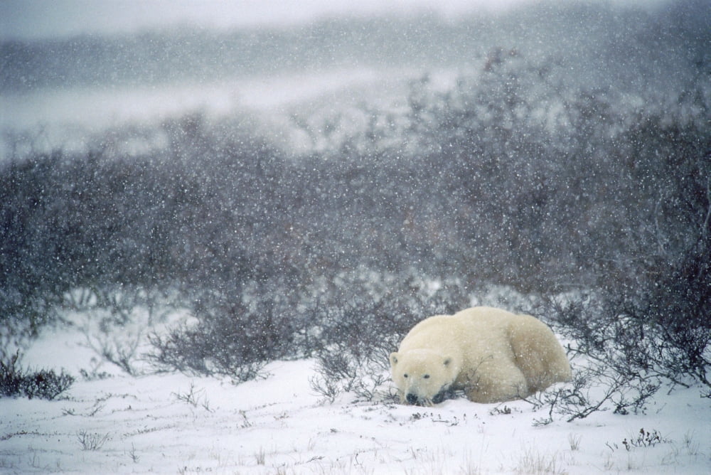 Polar Bear Churchill Manitoba Canvas Art - Mike Grandmaison Design Pics (18 x 12)