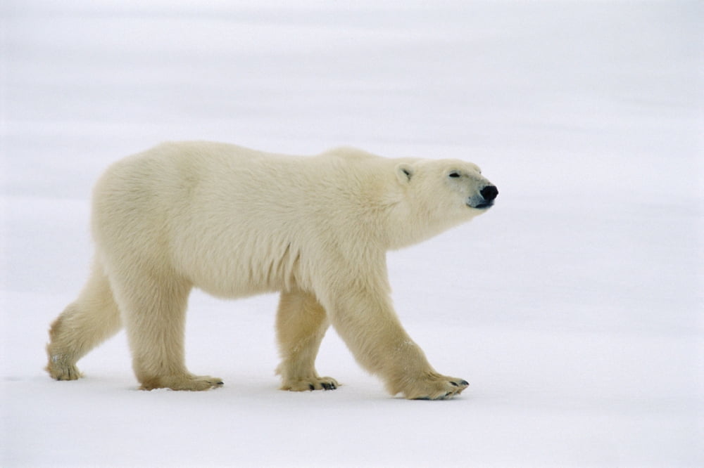 Polar Bear Churchill Manitoba Canvas Art - Mike Grandmaison Design Pics (36 x 24)