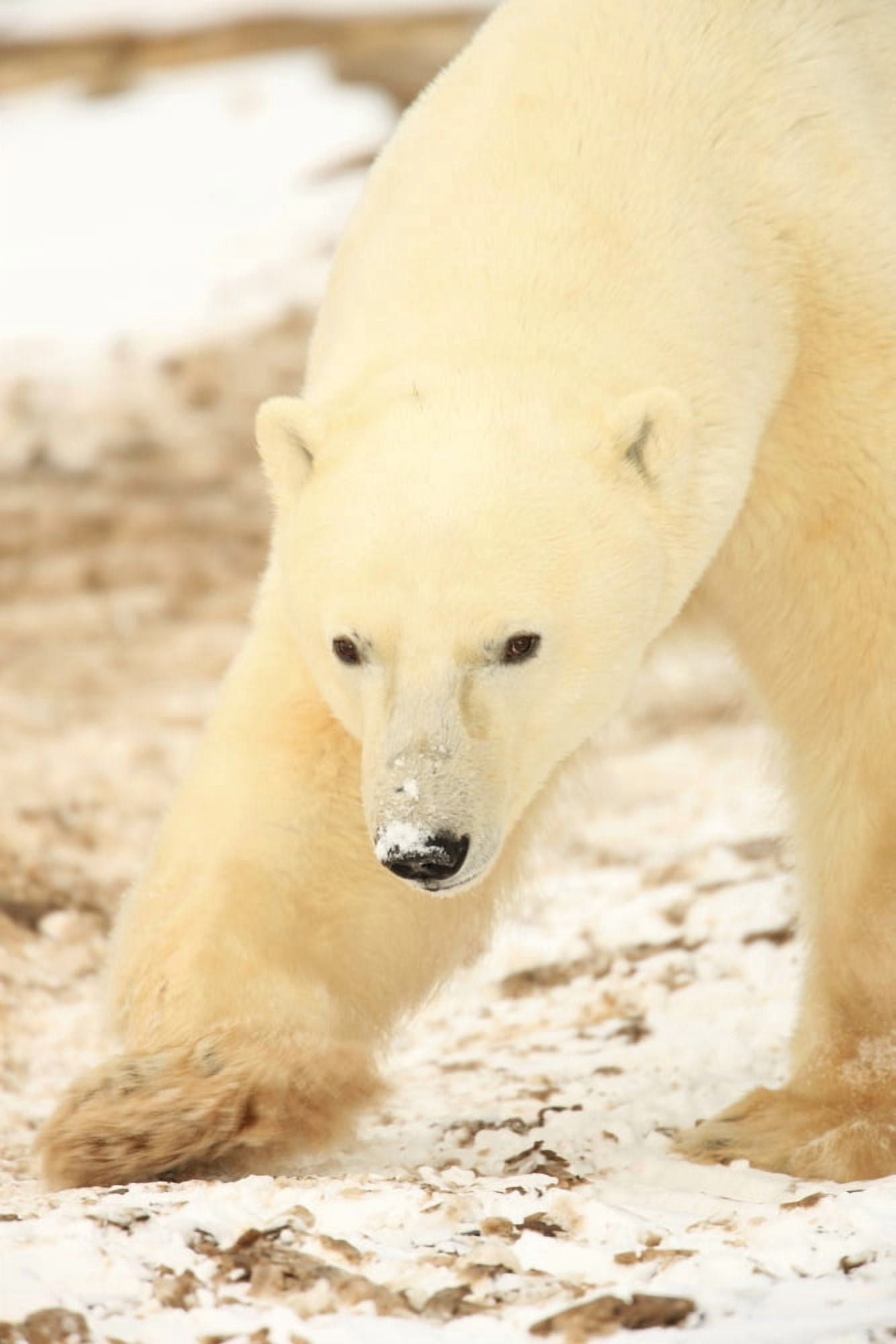 Polar Bear Churchill Manitoba Canvas Art - Robert Postma Design Pics (11 x 17)