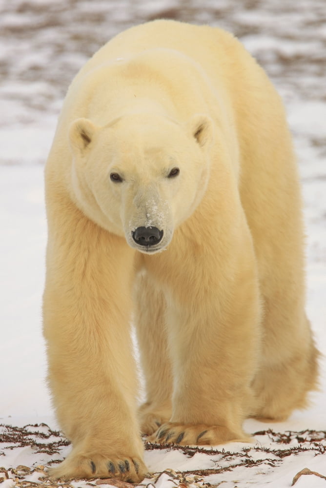 Polar Bear Churchill Manitoba Canvas Art - Robert Postma Design Pics (22 x 34)