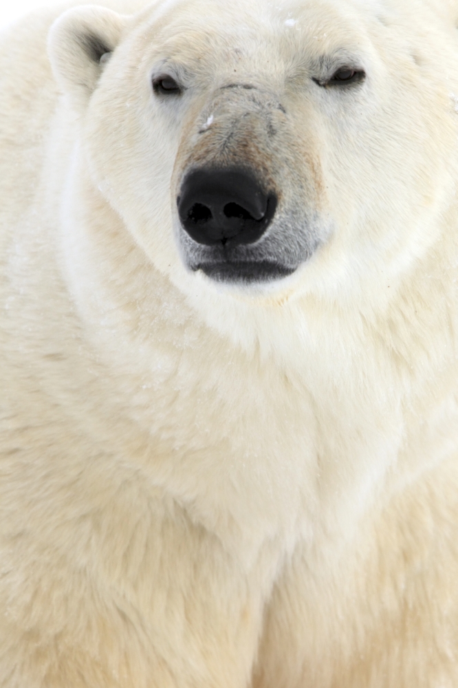 Polar Bear Churchill Manitoba Canvas Art - Robert Postma Design Pics (22 x 34)
