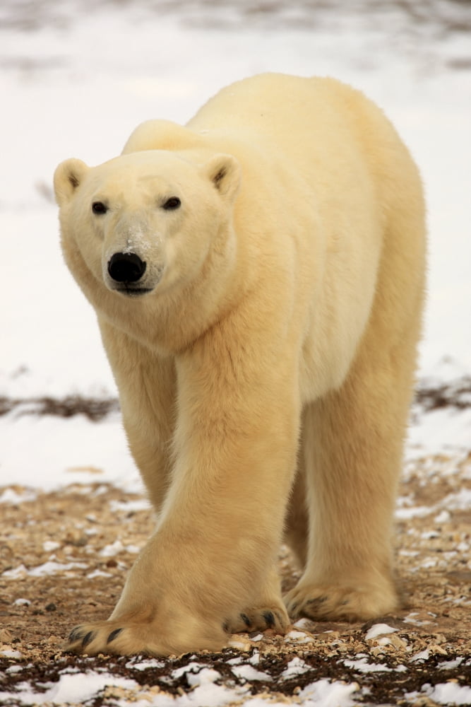 Polar Bear Churchill Manitoba Canvas Art - Robert Postma Design Pics (22 x 34)
