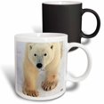 thumbnail image 1 of 3drose, Polar Bear Close-up, 11oz Magic Transforming Mug, 1 of 7