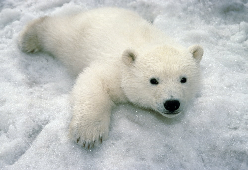 Polar Bear Cub Playing In Snow Alaska Zoo Canvas Art - Mark Newman  Design Pics (16 x 11)