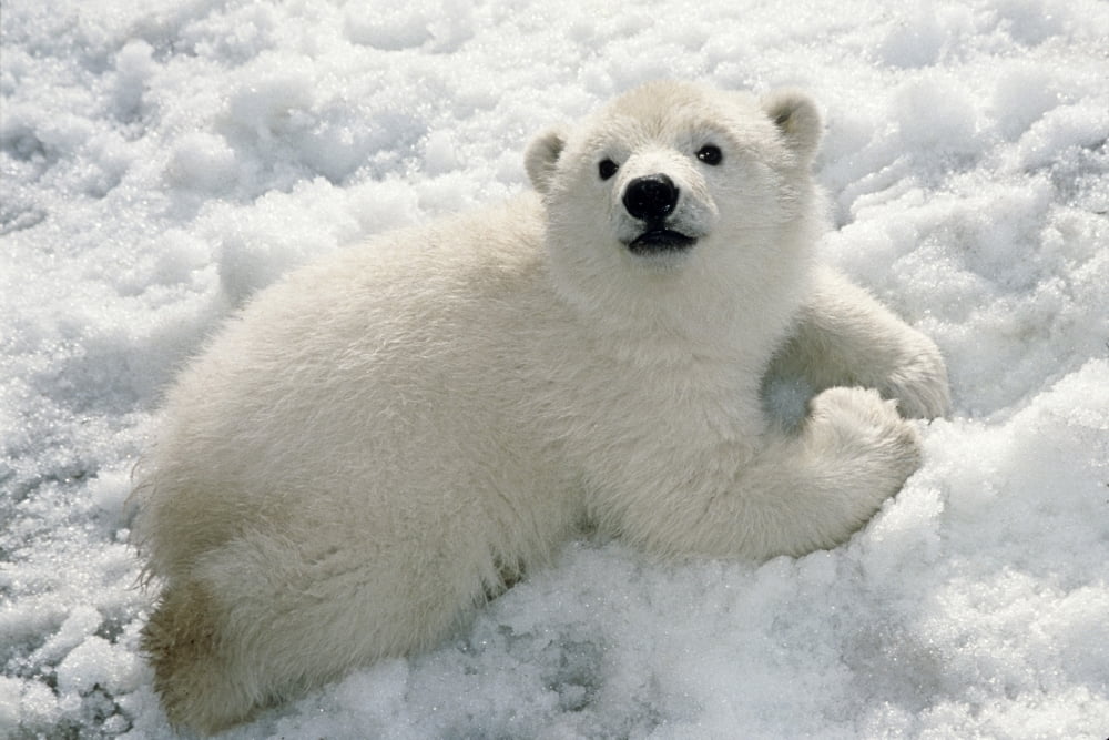 Polar Bear Cub Playing In Snow Alaska Zoo Canvas Art - Mark Newman Design Pics (17 x 11)