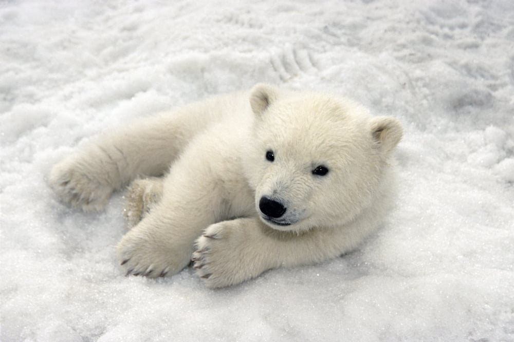 Polar Bear Cub Playing In Snow Alaska Zoo Canvas Art - Mark Newman Design Pics (17 x 11)
